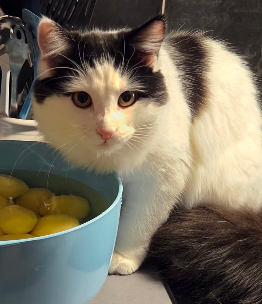 Sibirisk katt Saroma